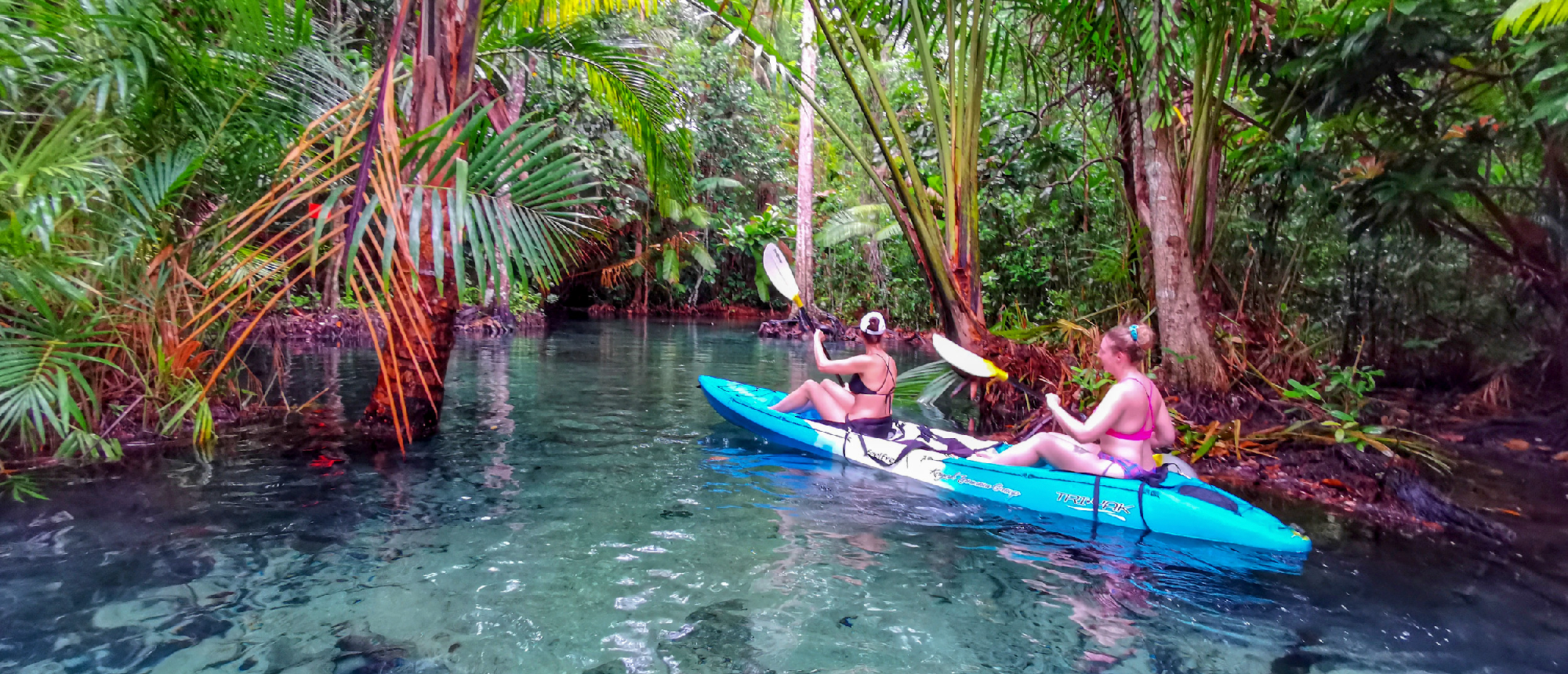 Backpacking group kayaking through a narrow mangrove river surrounded by lush trees