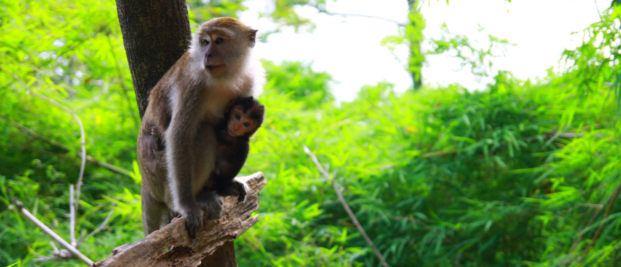 Long-tailed macaque perched on a tree branch in a lush green forest near Tiger Cave Temple