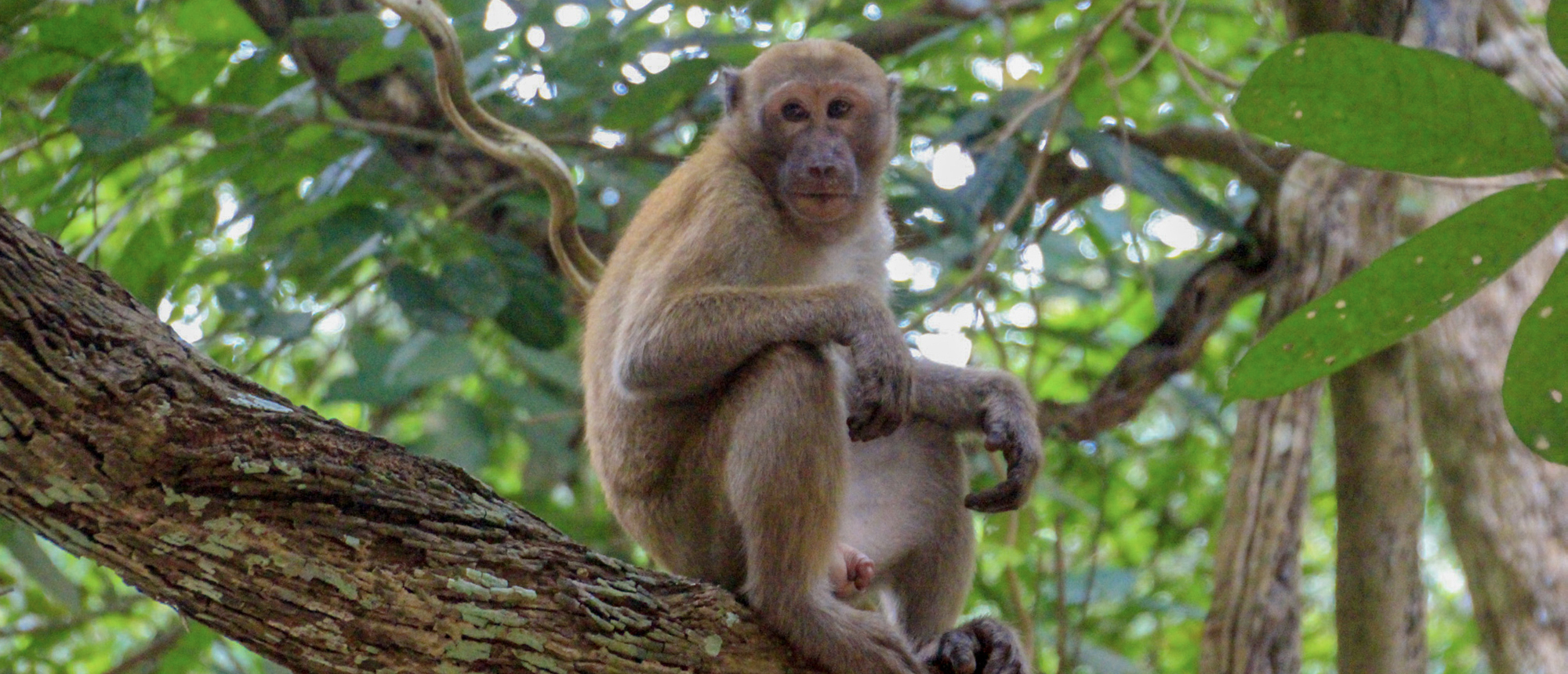Long-tailed macaque perched on a tree branch in Erawan National Park