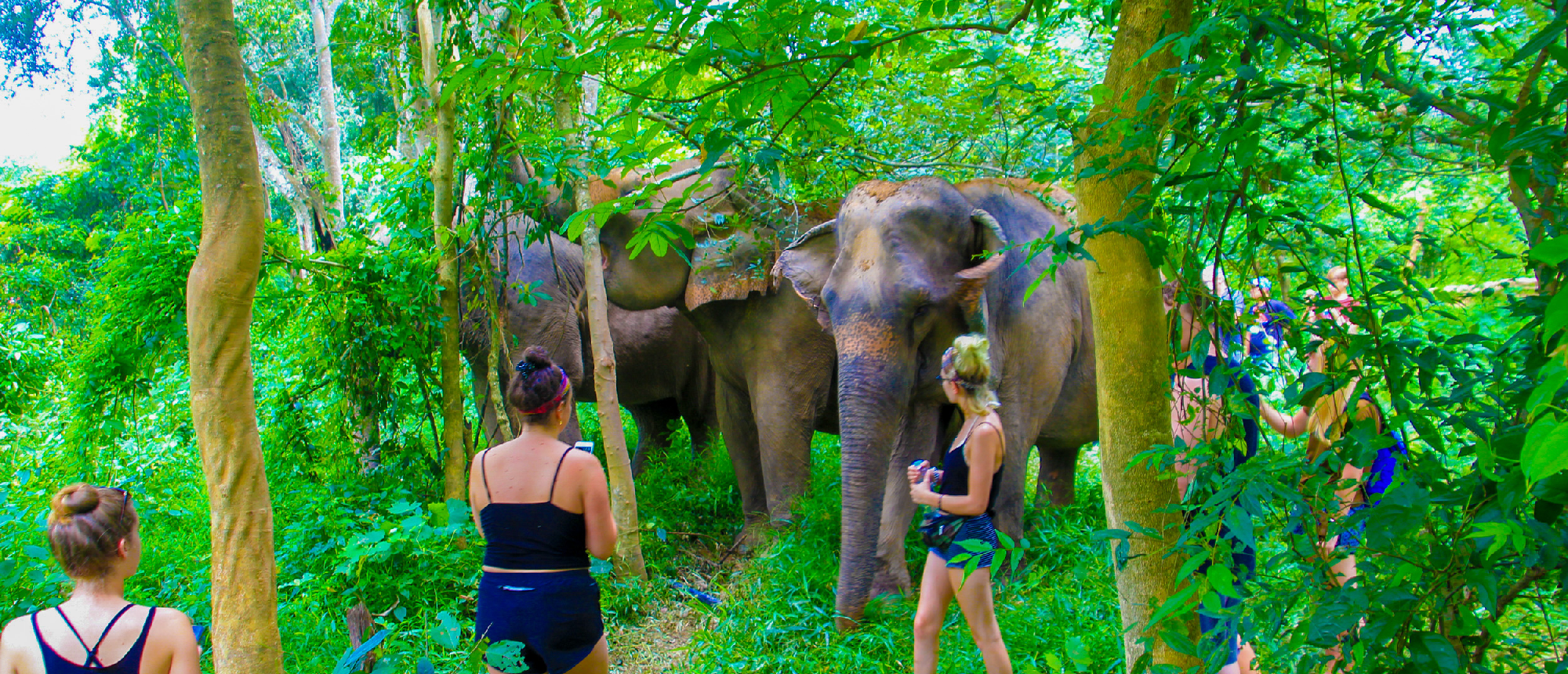 Backpacking group walking alongside elephants through a lush forest at a sanctuary