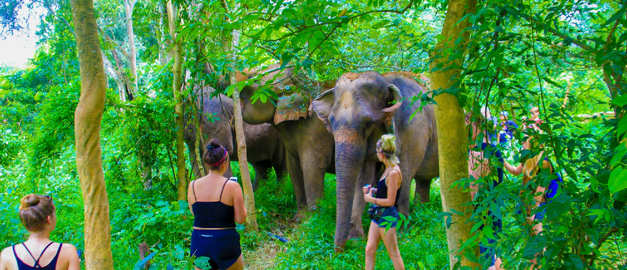People observe elephants walking through a dense, green forest in Kanchanaburi, Thailand.