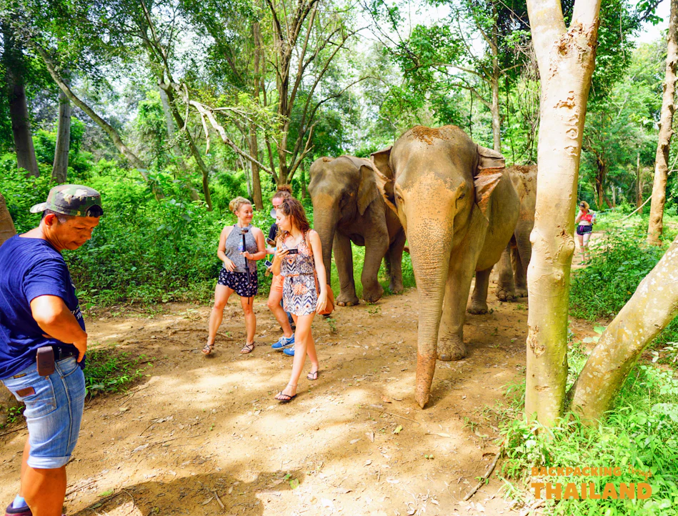 Tourists walk on a dirt path with friendly elephants in a lush Thai forest.