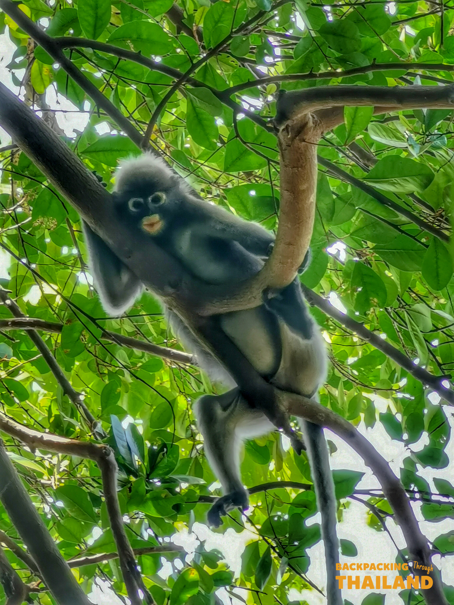 Leaf monkey swinging among tree branches in a lush jungle, Day 10 activity