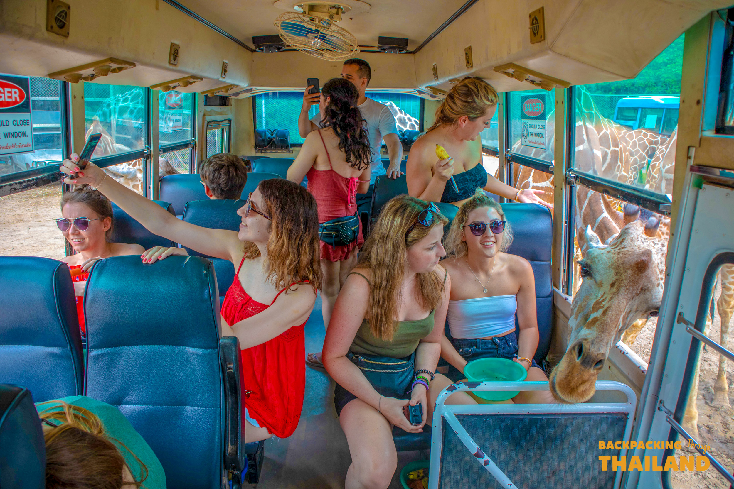 Backpackers happily feed and take selfies with giraffes from a safari bus in Thailand.