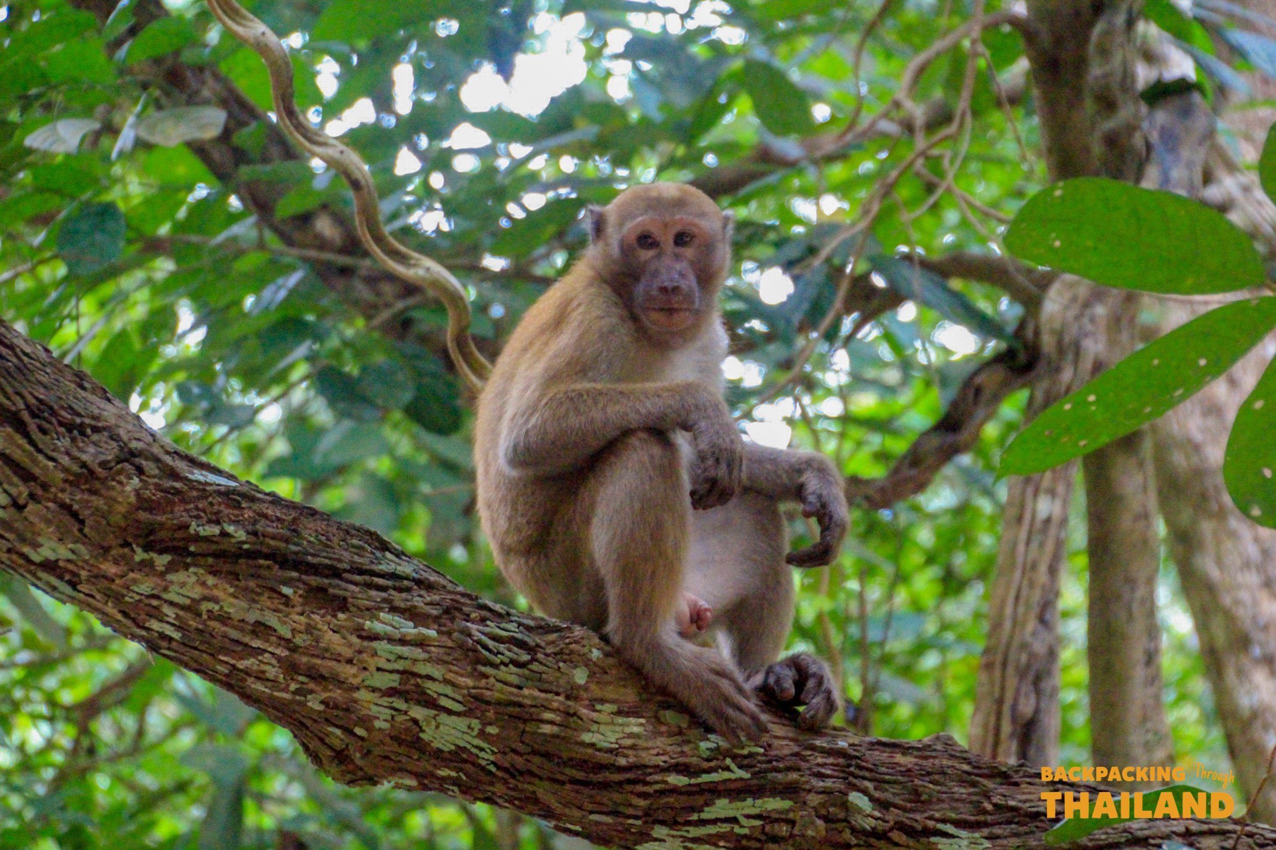 Long-tailed macaque perched on a tree branch at Erawan National ParkBackpacking group posing together on a bench at Erawan National Park with green hills in the background