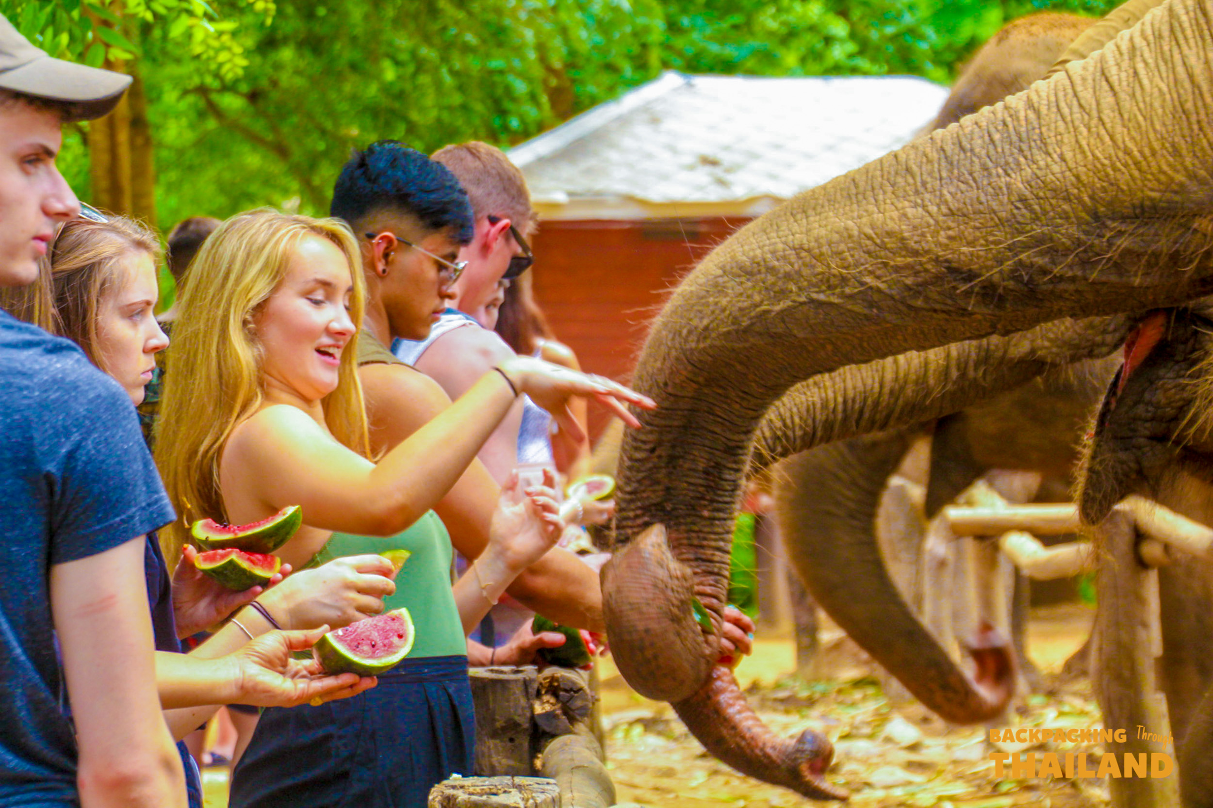 Backpacking travellers feeding an elephant and petting its trunk at the sanctuary