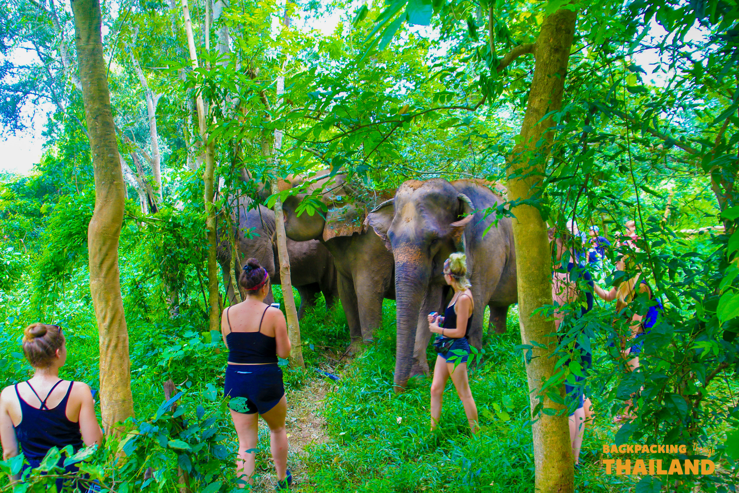 Travelers observe a gentle herd of elephants in their lush, natural habitat in Thailand.