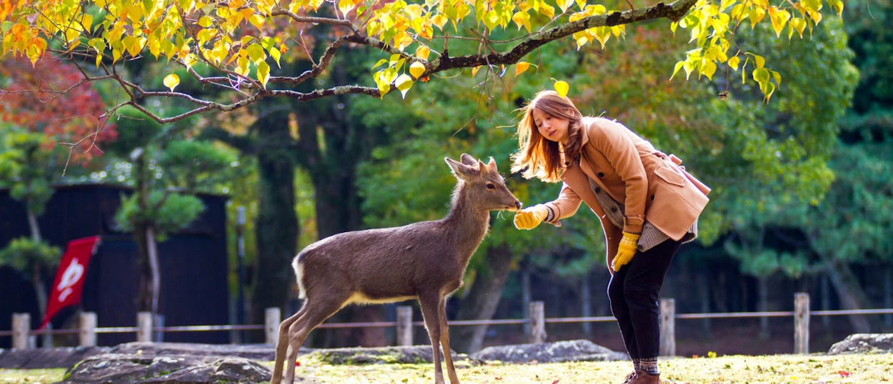 A woman in a brown coat gently feeds a deer under vibrant autumn leaves in Nara Park.