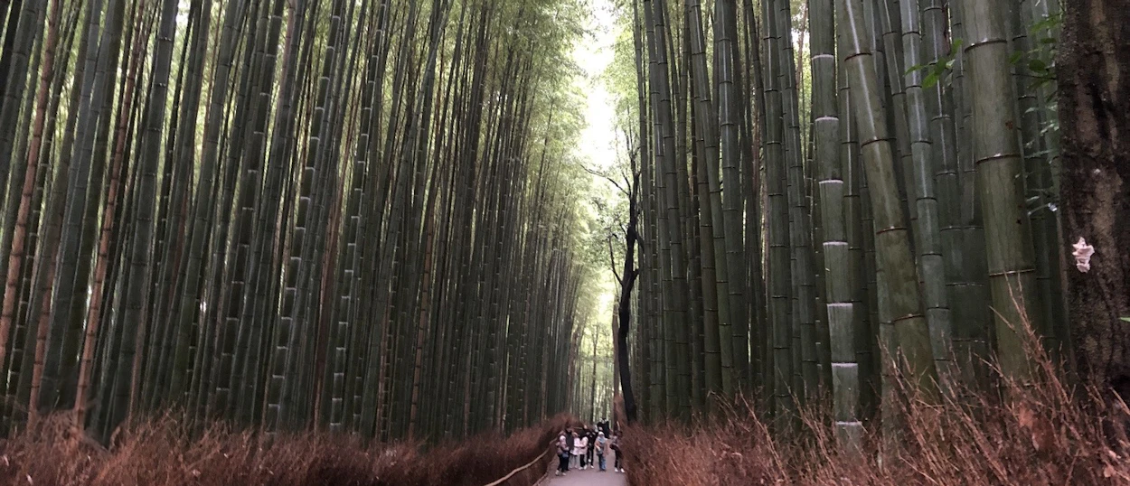 Visitors stroll along a path surrounded by the tall, green bamboo forest in Kyoto.
