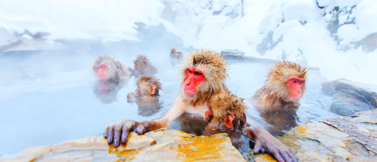 snow monkeys in Nagano