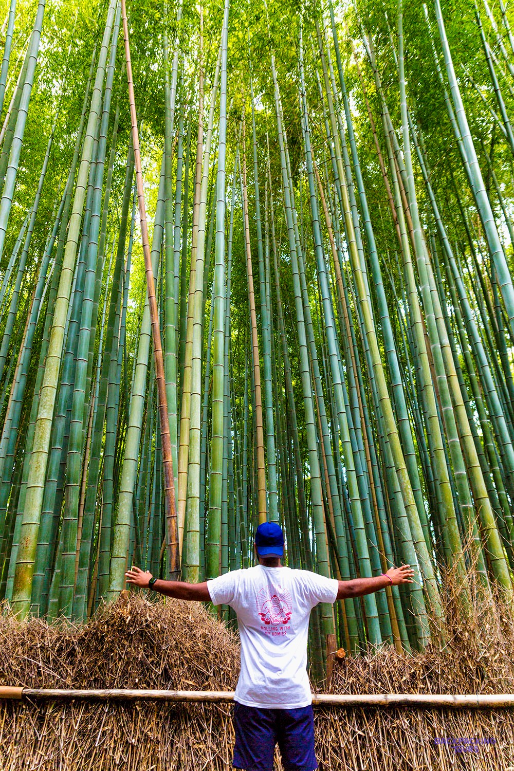 Traveller with arms outstretched among the towering stalks of Arashiyama Bamboo Forest