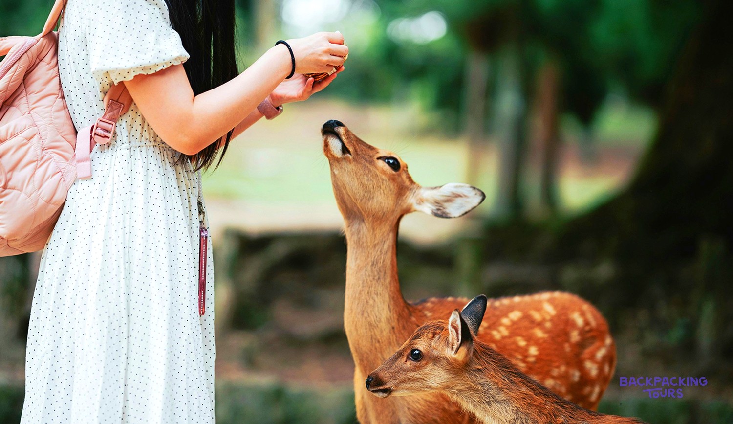 Traveller hand-feeding one of the famously friendly bowing deer of Nara