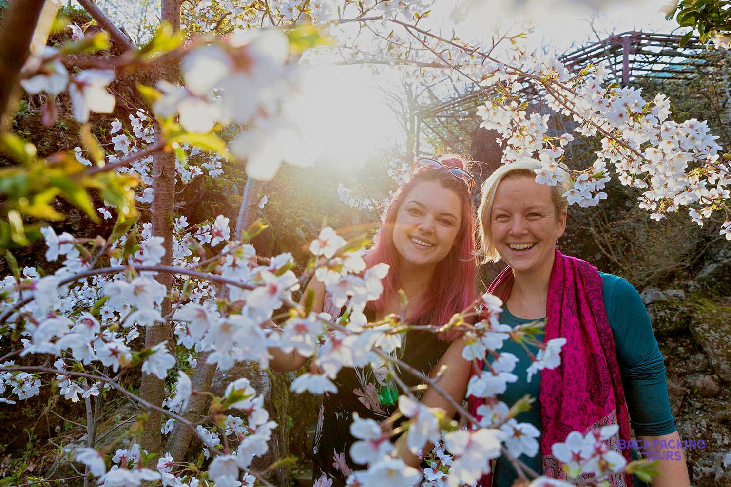 Two travellers under blossoming cherry trees in Hakone