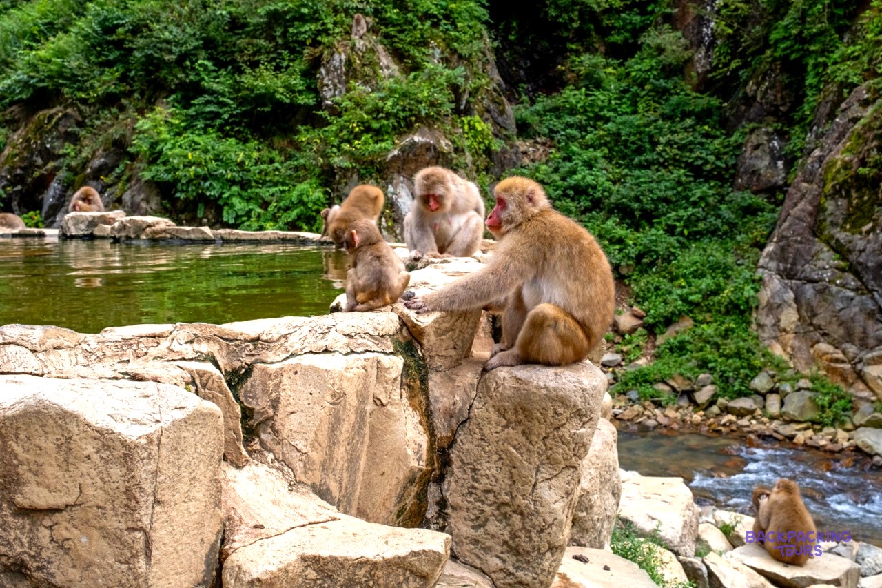 Japanese macaques huddled beside a steaming hot spring in Jigokudani