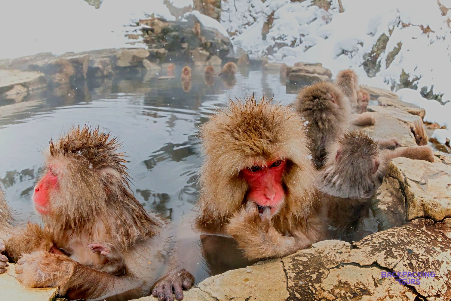 Red-faced snow monkeys bathing in a natural hot spring near Nagano