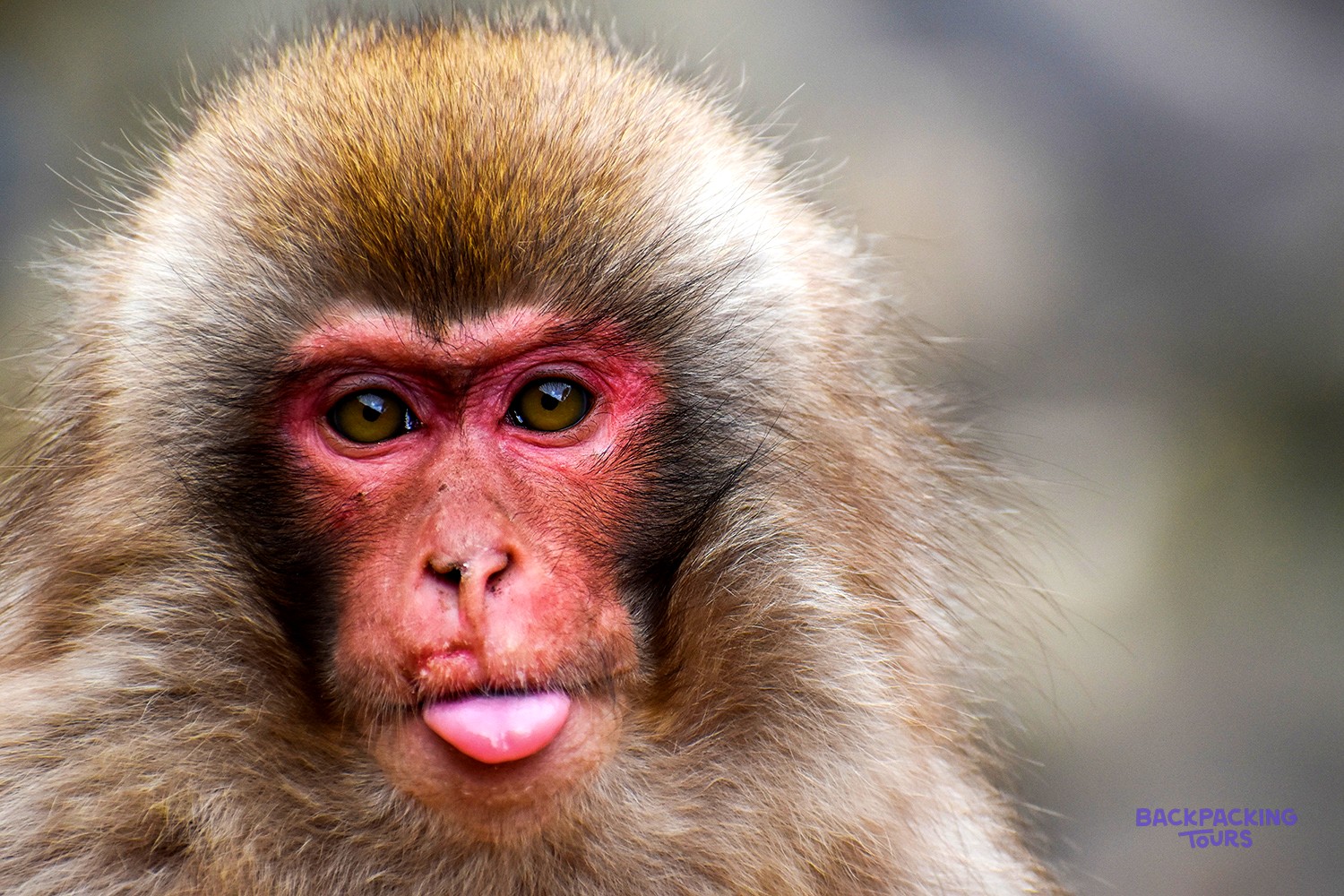 Close-up of a red-faced Japanese macaque pulling a face