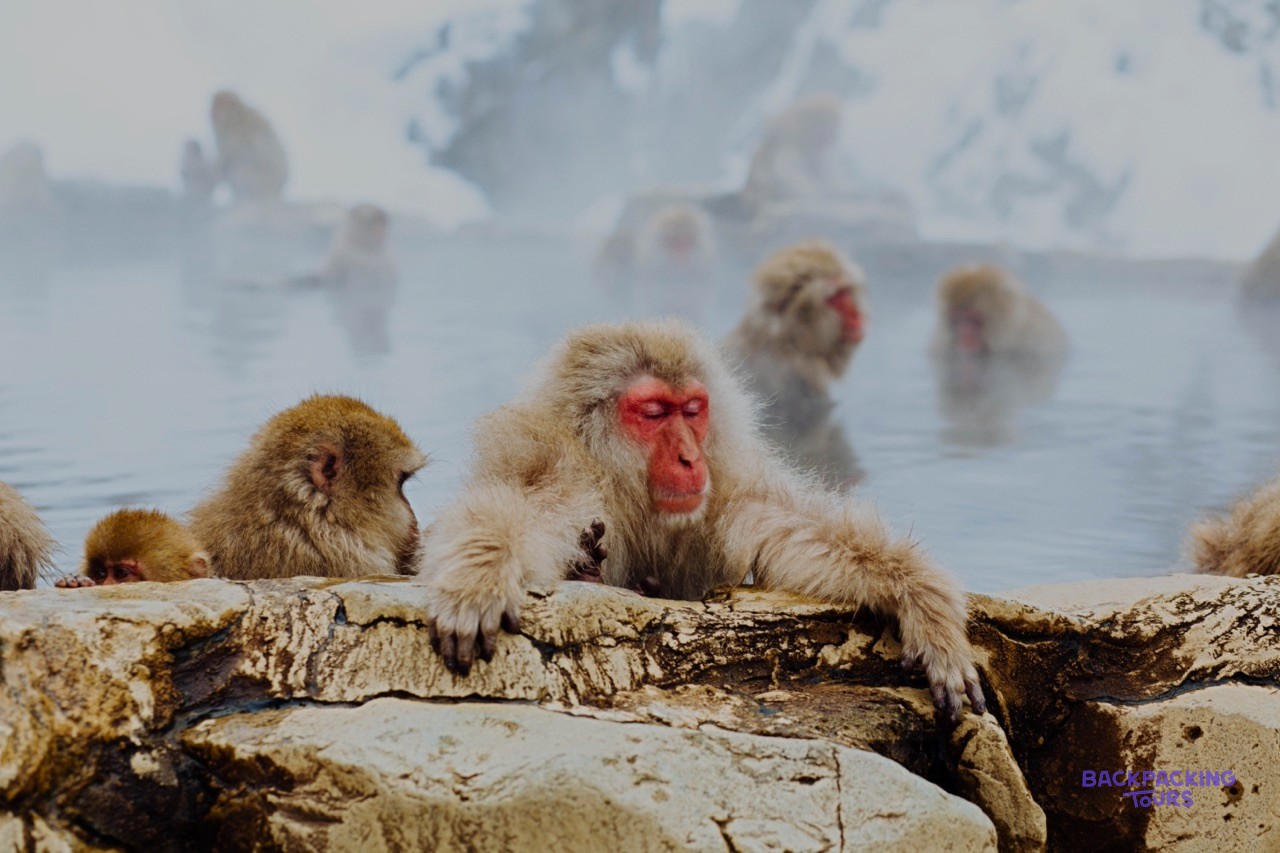 Snow monkeys relaxing in the steaming waters of Jigokudani