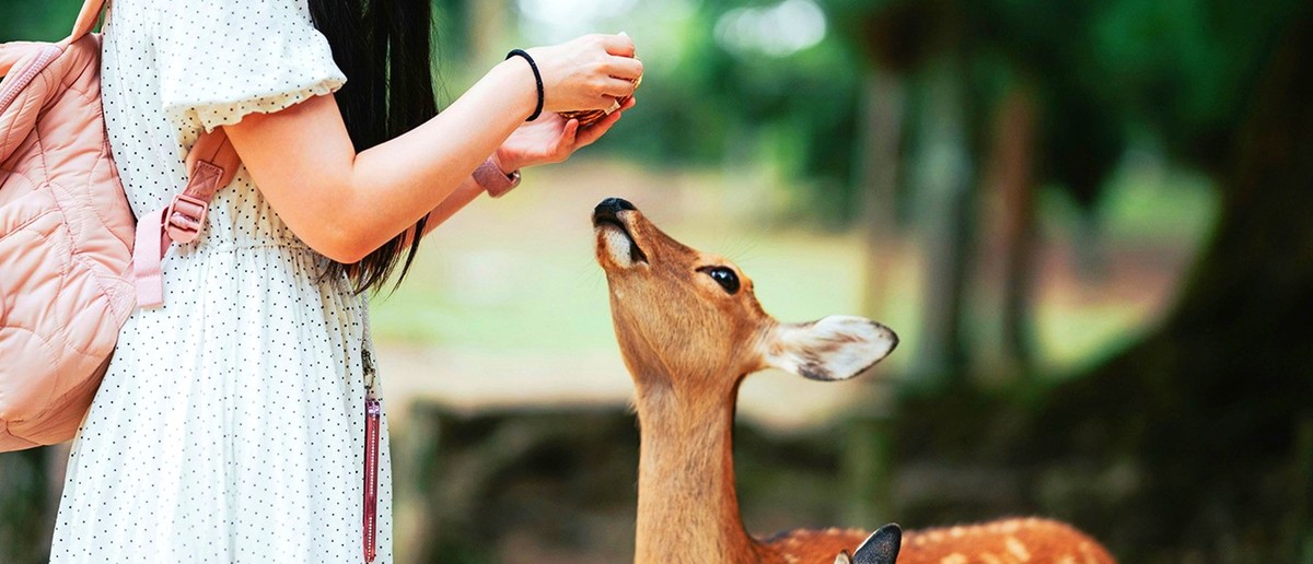 Traveller hand-feeding one of the famously friendly bowing deer of Nara