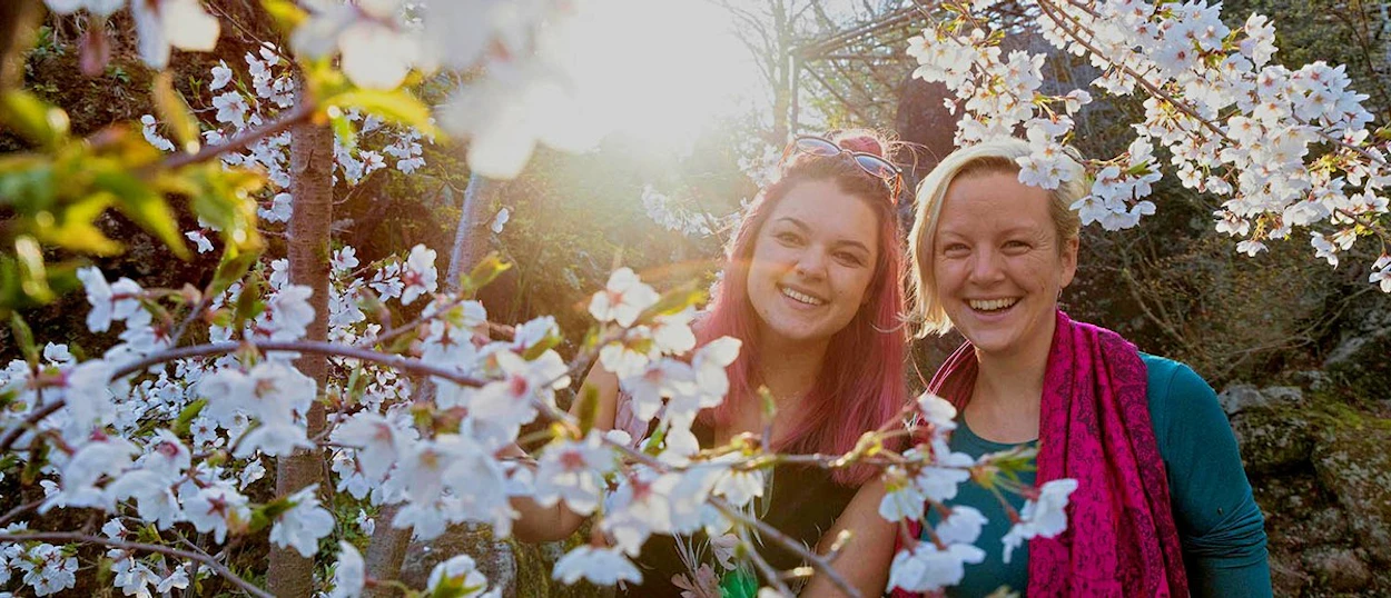 Two travellers under blossoming cherry trees in Hakone