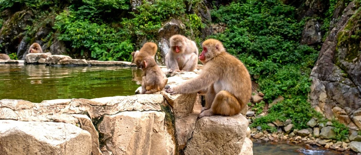 Japanese macaques huddled beside a steaming hot spring in Jigokudani