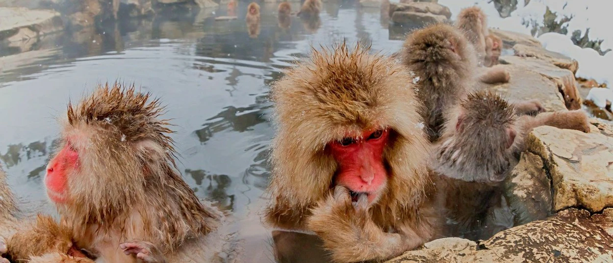 Red-faced snow monkeys bathing in a natural hot spring