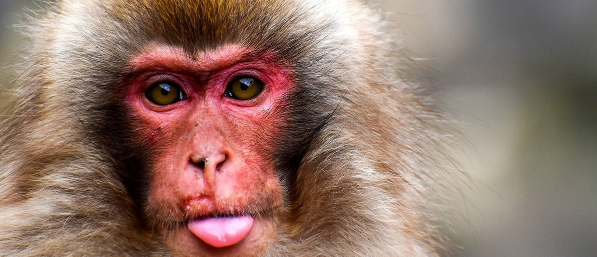 Close-up of a red-faced Japanese macaque pulling a face