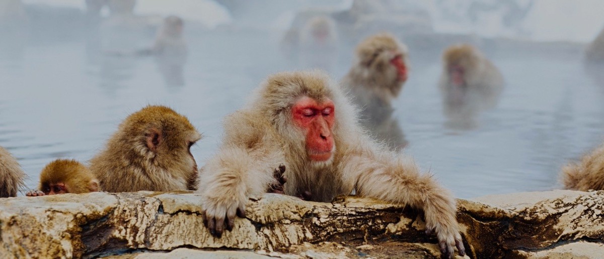 Snow monkeys relaxing in the steaming waters of Jigokudani