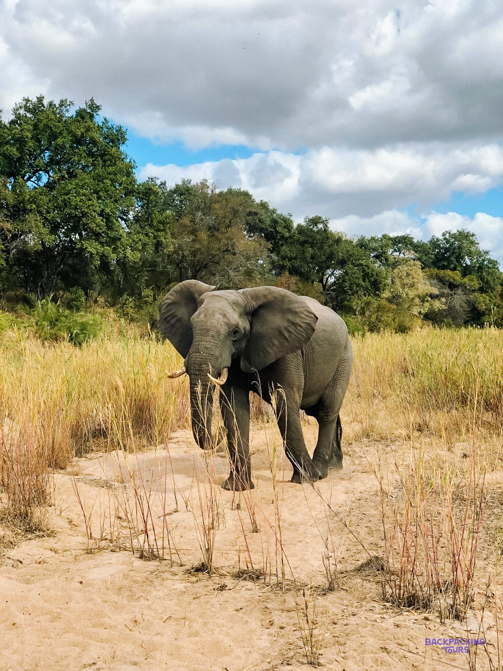 African elephant walking towards the camera through tall golden grass in the bush