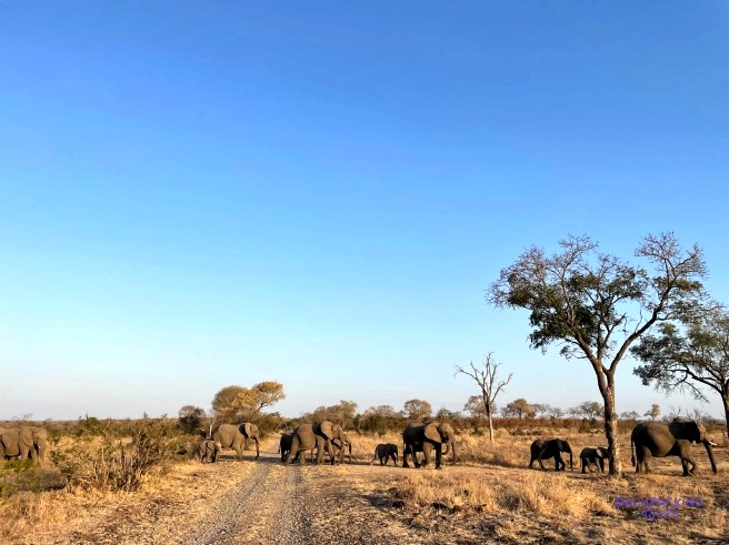 Herd of elephants crossing a dusty track beneath acacia trees and a clear blue sky