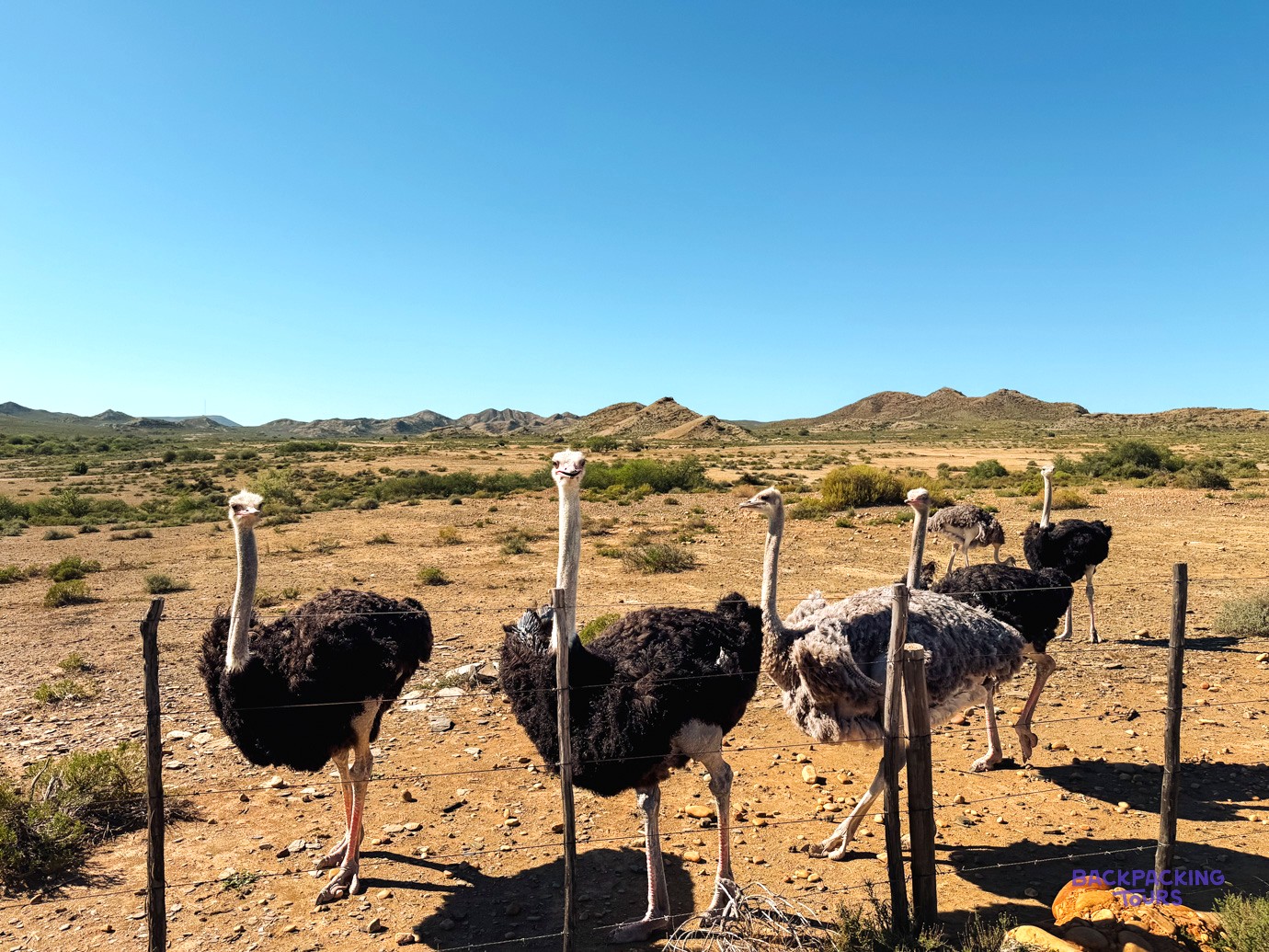 Ostriches standing by a wire fence on a dry farm beneath rugged hills