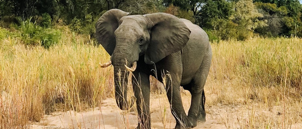 African elephant walking towards the camera through tall golden grass in the bush