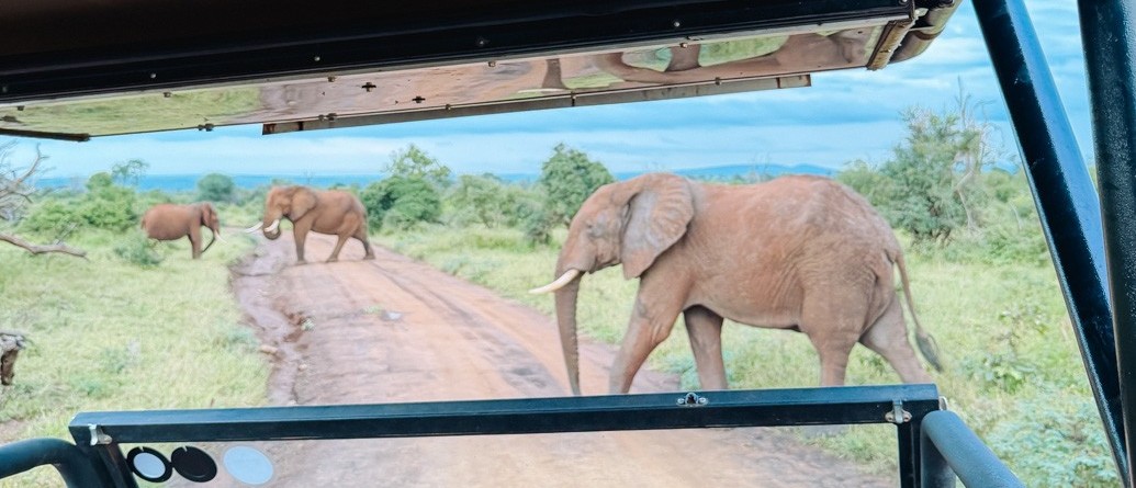 Elephants crossing a dirt track, seen through the windscreen of an open safari vehicle