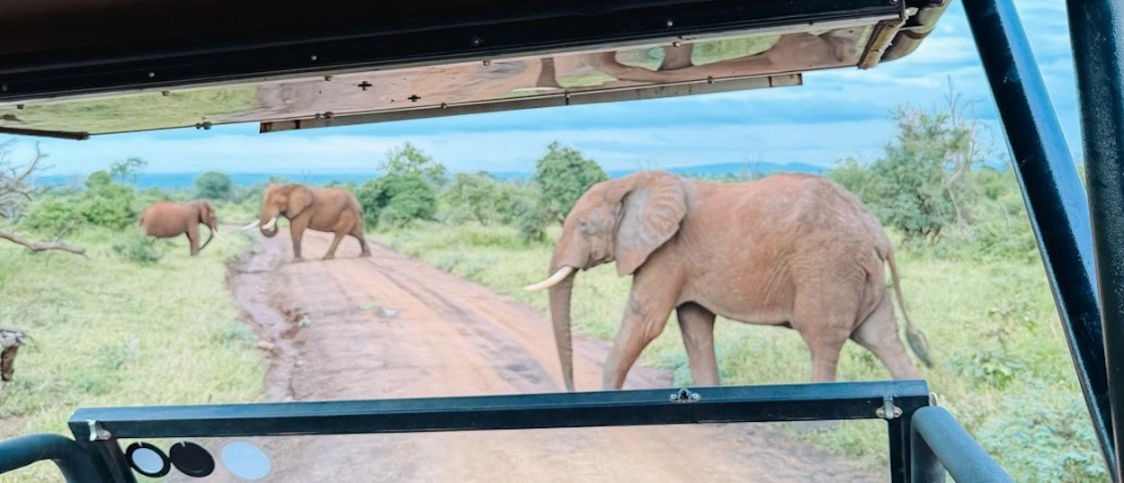 Elephants crossing a dirt track, seen through the windscreen of an open safari vehicle