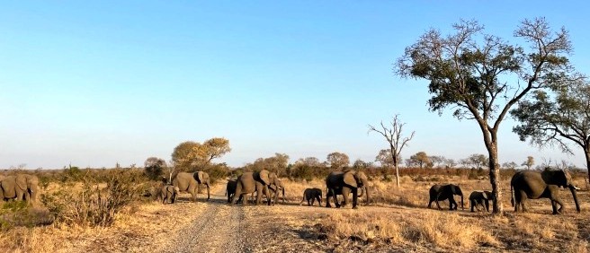 Herd of elephants crossing a dusty track beneath acacia trees and a clear blue sky
