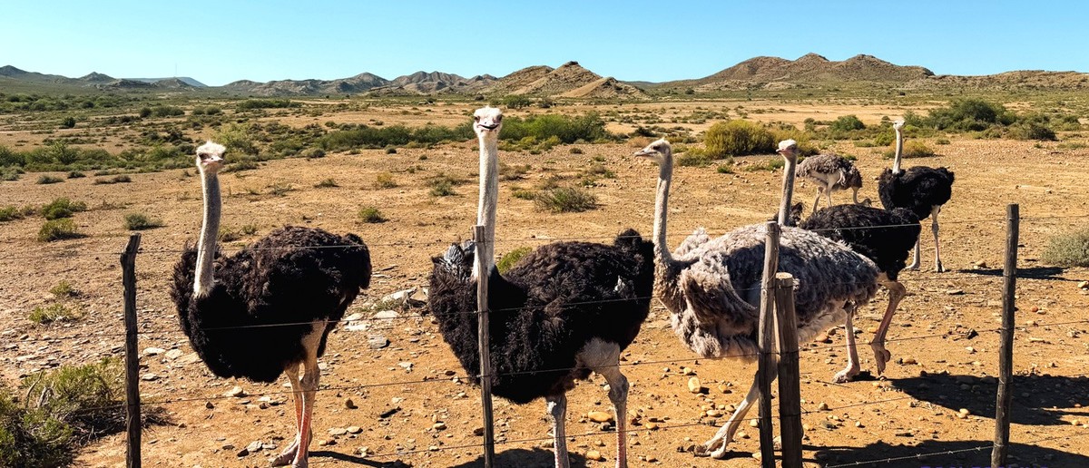 Ostriches standing by a wire fence on a dry farm beneath rugged hills