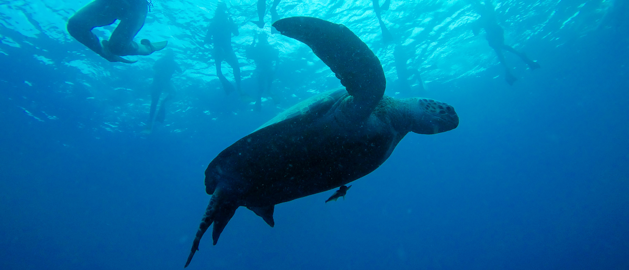 Sea turtle swimming underwater at Gili Trawangan