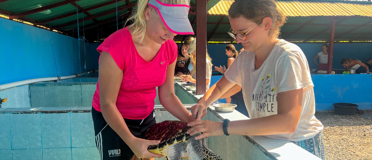 Two women volunteers tending to a sea turtle in a blue tank at Nusa Penida.