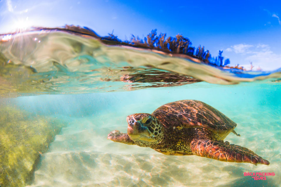 A green sea turtle swims gracefully in the sunlit, clear shallow waters off Bali.