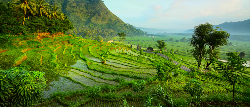 Tegallalang Rice Terrace
