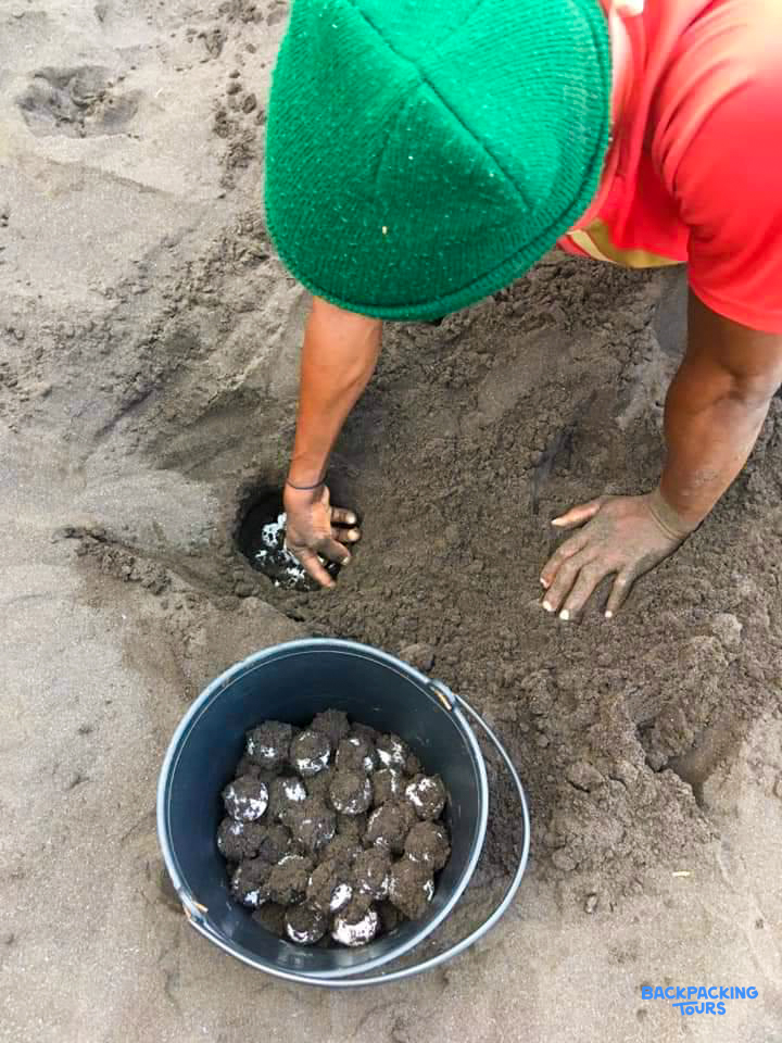 A person carefully collects turtle eggs from a sandy nest, placing them into a bucket.