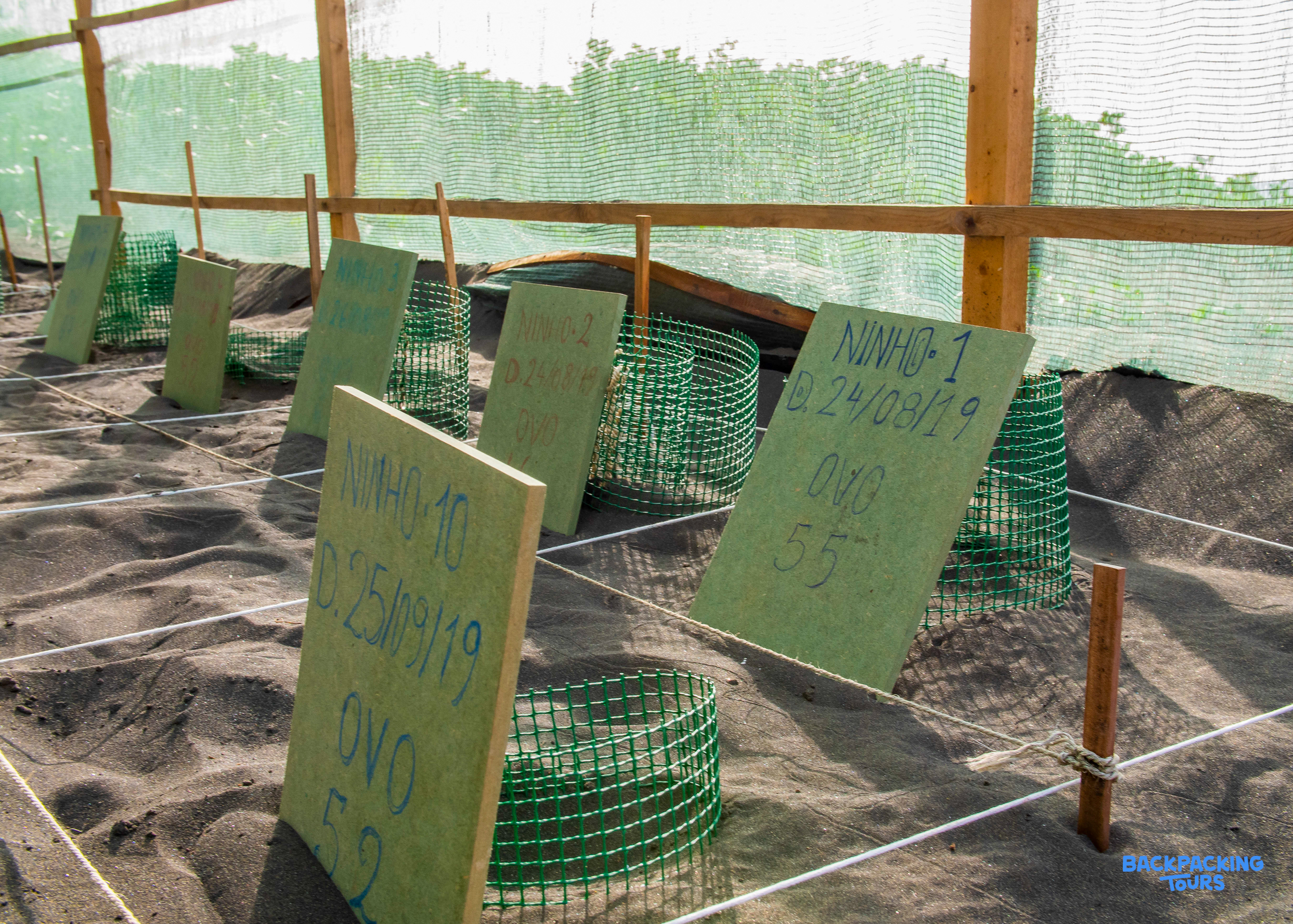 Numbered turtle nests protected by mesh in a sandy conservation area in Cape Verde.