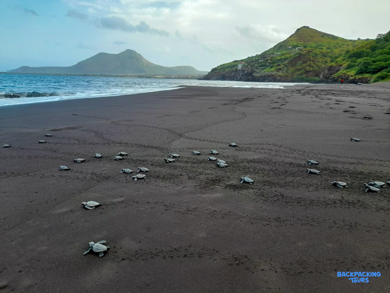 Dozens of baby turtles scramble across a dark sandy beach towards the ocean, with green mountains.