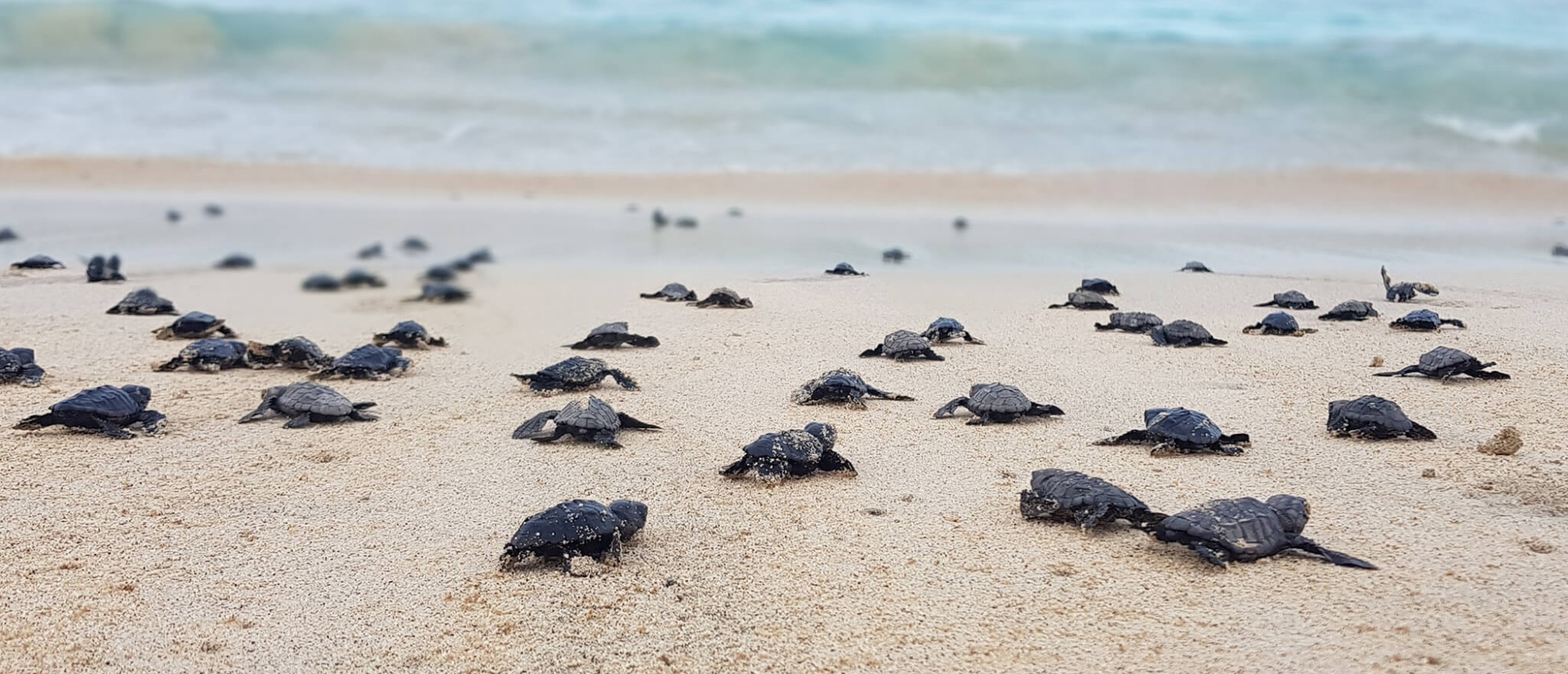 Many baby sea turtles crawl across a sandy beach towards the ocean in Cape Verde.