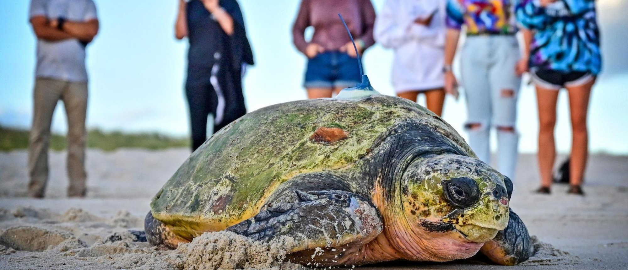 A large sea turtle with a tracking device on a sandy beach, observed by people for conservation.