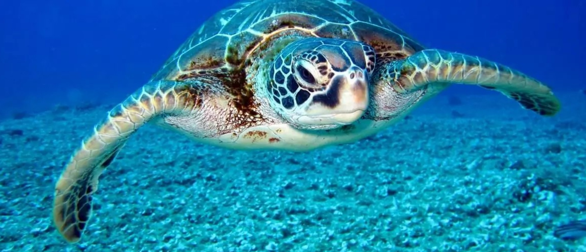 A large green sea turtle swims gracefully through clear blue ocean water above a sandy seabed.