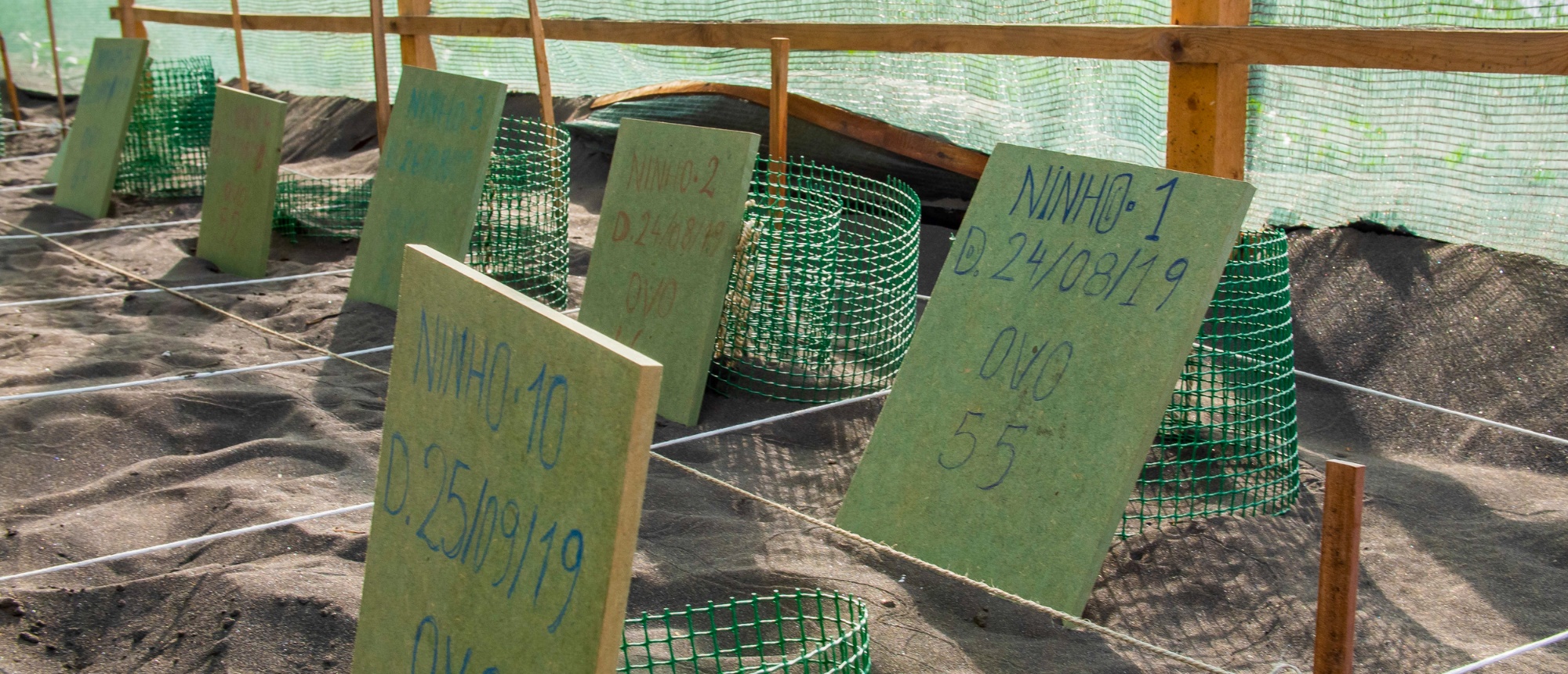 Green wire cages protect numbered sea turtle nests in a sandy conservation hatchery in Cape Verde.