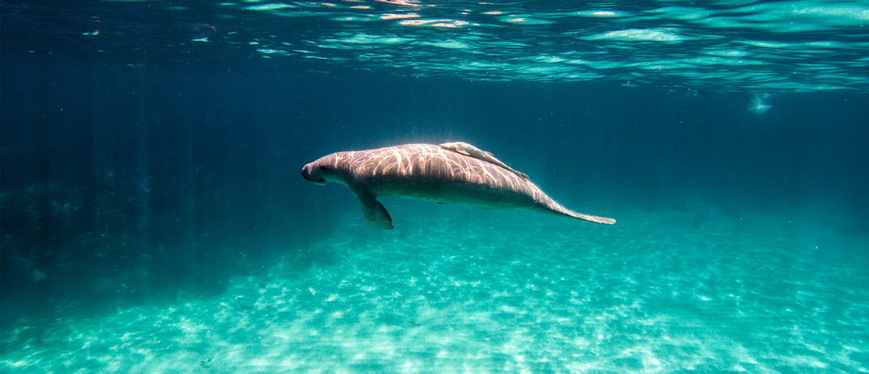 Snorkelling the Belize Barrier Reef at Hol Chan Marine Reserve