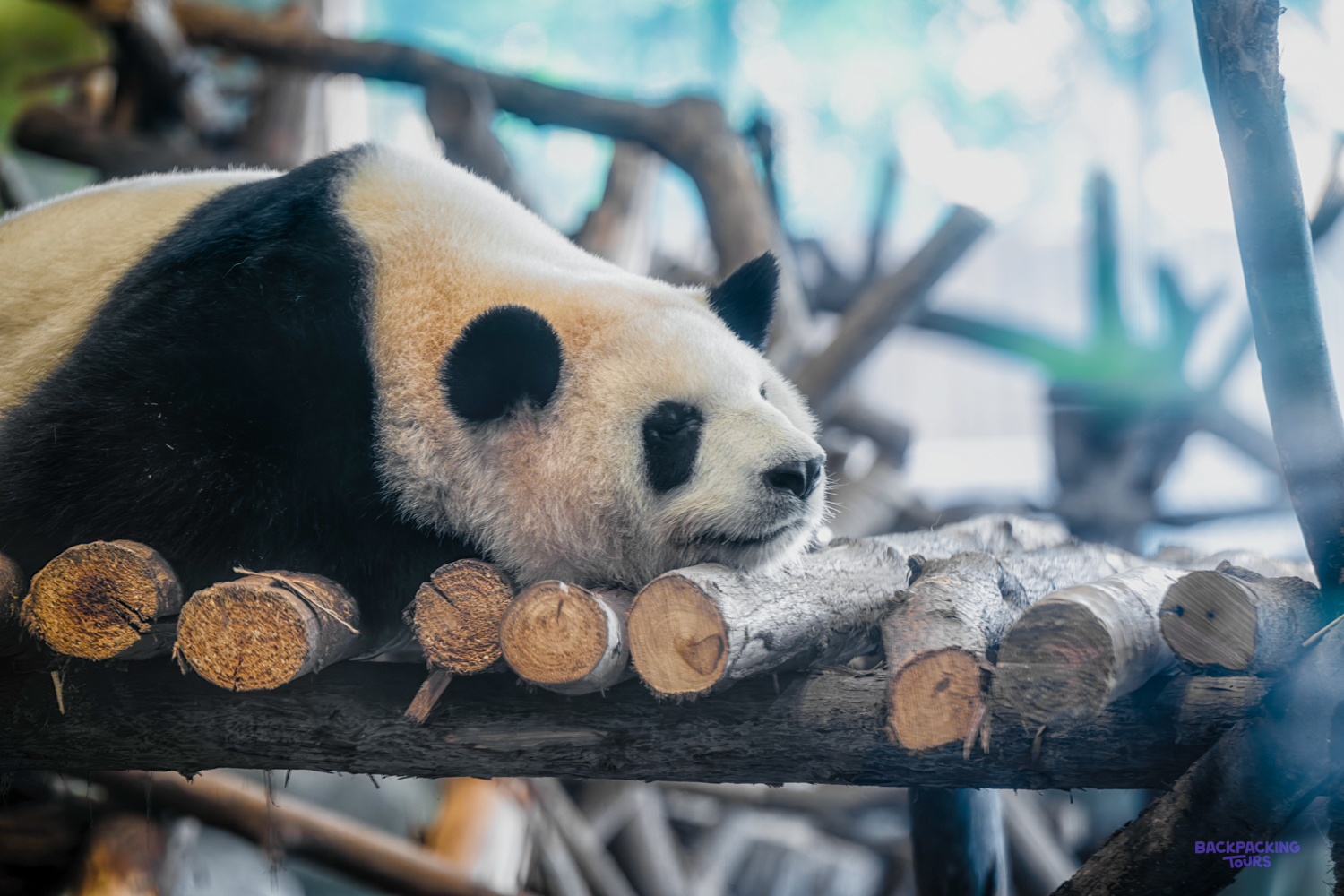 A giant panda sleeps stretched out on a platform of wooden logs among bare branches.