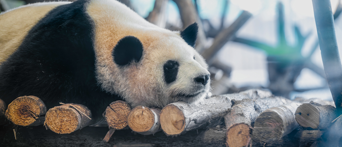 A giant panda sleeps stretched out on a platform of wooden logs among bare branches.