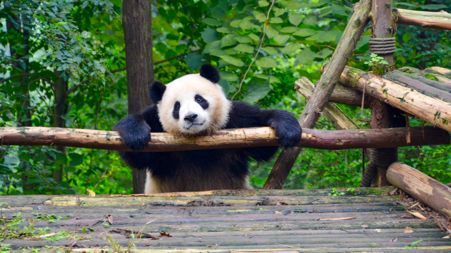 Giant Panda in Chengdu